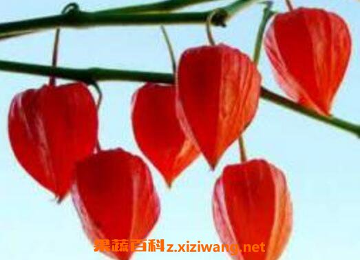 �칽��ͷ���һ��ԵĹ�Ч������