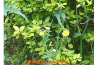 ���۲ݵĹ�Ч�����ü�ҩ�ü�ֵ