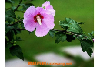ľ�Ȼ���Ҷ����ô���� ľ�Ȼ�Ҷ�ӻ�����ô��