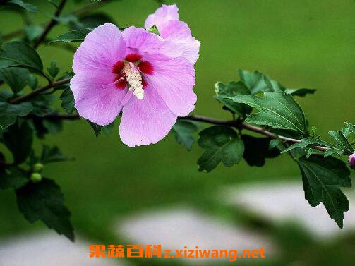 ľ�Ȼ���Ҷ����ô���� ľ�Ȼ�Ҷ�ӻ�����ô��