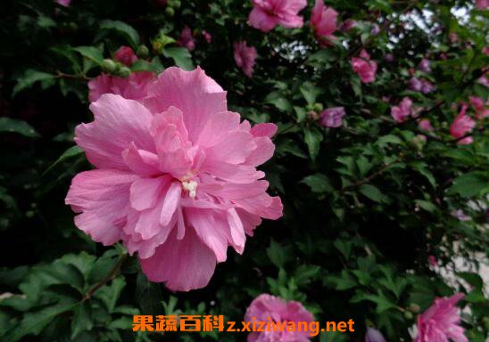 ľ�Ȼ���Ҷ����ô���� ľ�Ȼ�Ҷ�ӻ�����ô��