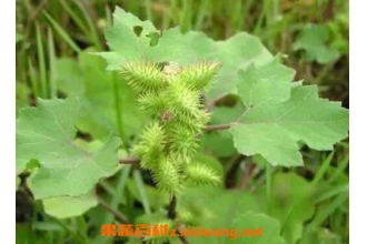 �Զ��ݵĹ�Ч�����ü�ҩ�ü�ֵ