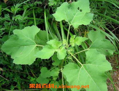 �Զ�Ҷ�Ĺ�Ч������