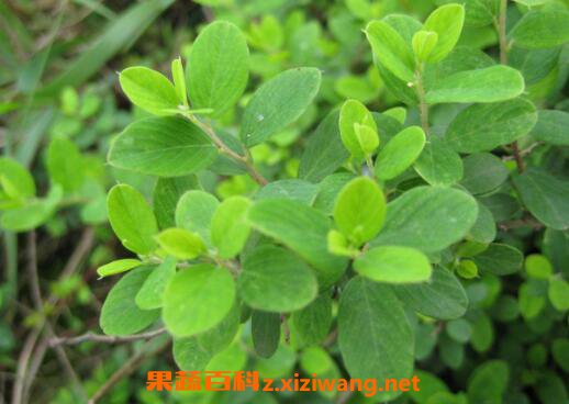 ������Ĺ�Ч�����ü�ҩ�ü�ֵ