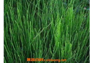 �ڽڲݵĹ�Ч�����ü�ҩ�ü�ֵ