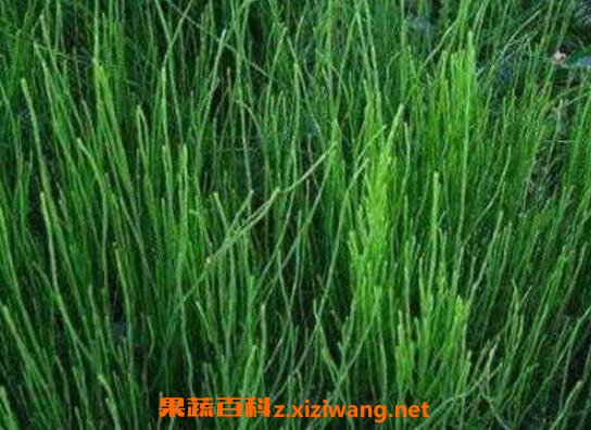 �ڽڲݵĹ�Ч�����ü�ҩ�ü�ֵ