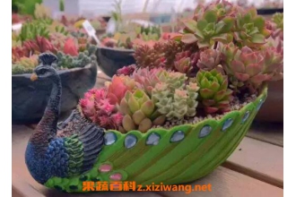 ����ֲ����ô�� ��ֳ����ֲ���ע������