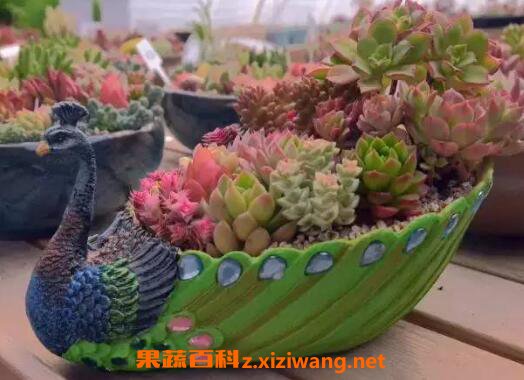 ����ֲ����ô�� ��ֳ����ֲ���ע������