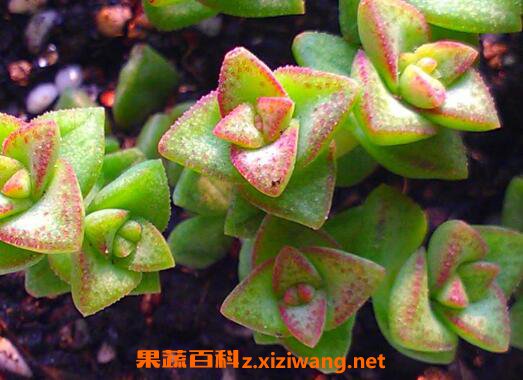 ����ֲ����ô�� ��ֳ����ֲ���ע������