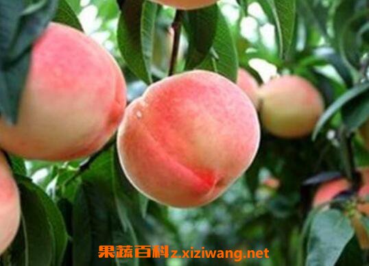 ���ҵĹ�Ч������