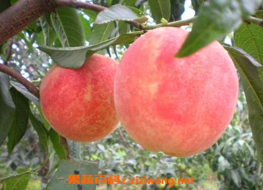 ���ҵĹ�Ч������