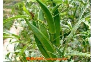 ����������ֳ ���������ֲ����
