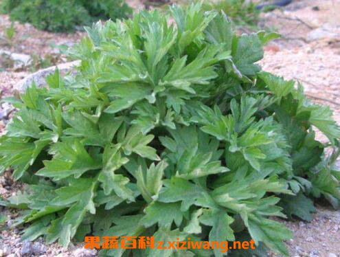 ˮ�ۻ��Ĺ�Ч������