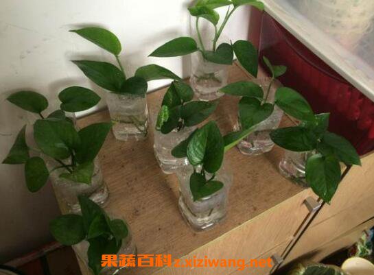 ˮ�����ܵ���ֳ������ע������