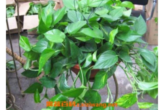 ���ܵ�������ֳ��������ֳע������