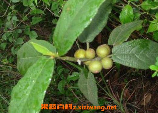 ��ָţ�̵Ĺ�Ч������