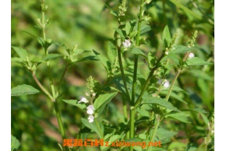 ��֦���Ĺ�Ч�����ü������䷽