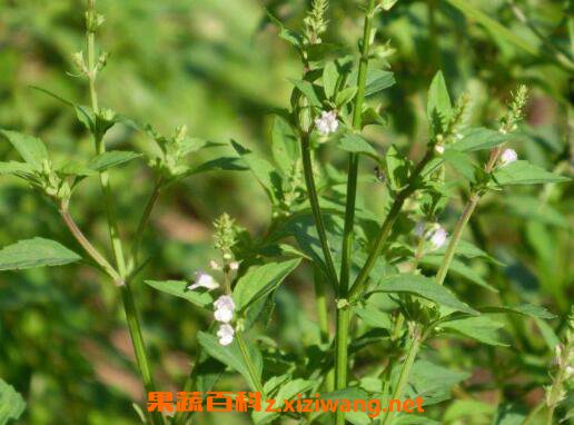 ��֦���Ĺ�Ч�����ü������䷽