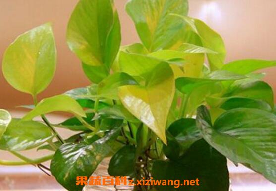 ����Ҷ�ӷ�����ʲôԭ�� ����Ҷ�ӷ�����Ϊʲô