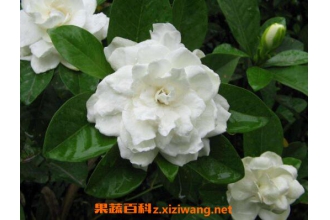 ���ӻ���ô�� ���ӻ�����ֳ��������