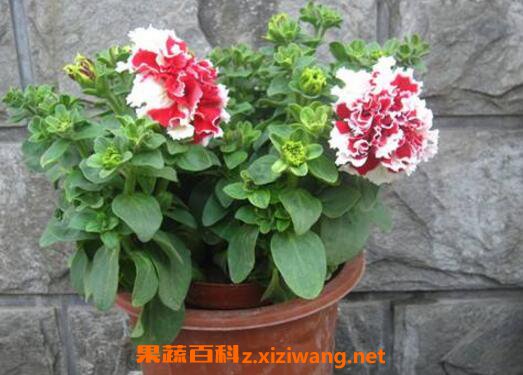 ����ܰ��ô�� ����ܰ����ֳ��������