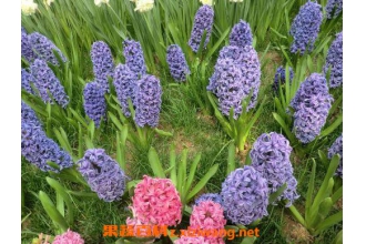 ����������� �����ӵ���ֳ��������