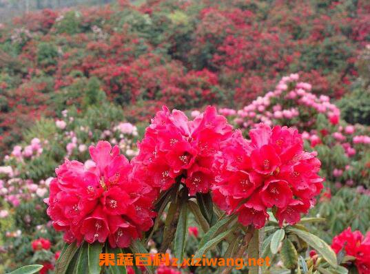 �ž黨��ô�� �ž黨����ֳ��������