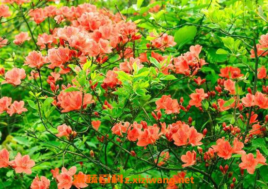 �ž黨��ô�� �ž黨����ֳ��������