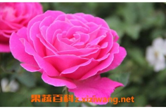 �¼����Ļ���֪ʶ �¼����Ĺ�Ч������