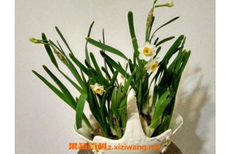 ˮ�ɻ���ô�� ˮ�ɻ�����ֳ��������