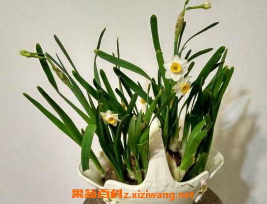 ˮ�ɻ���ô�� ˮ�ɻ�����ֳ��������