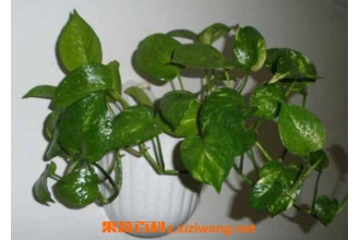 ������ô��ֳ ���ܵķ�ֳ�����̳�