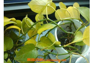 ����Ҷ�ӷ�����ô�� ����Ҷ�ӷ��Ƶ�ԭ���봦��