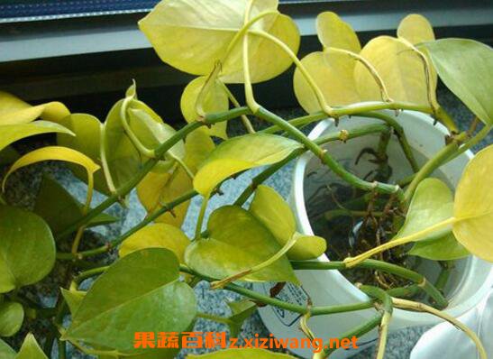 ����Ҷ�ӷ�����ô�� ����Ҷ�ӷ��Ƶ�ԭ���봦������
