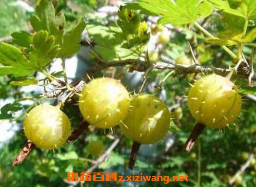 �������ô�� ������ĳԷ�����