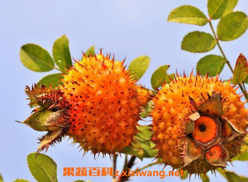 Ұ������Ĺ�Ч������