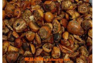 ����ӵĹ�Ч������ ����ӵ�ʳ�÷���