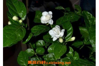 ���ӻ������ ��ֳ���ӻ��ķ�����ע������