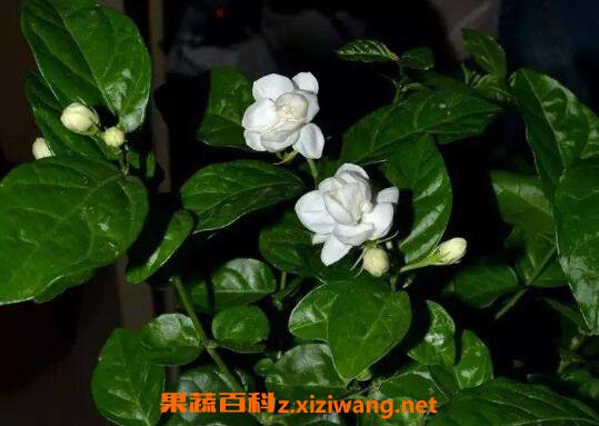 ���ӻ������ ��ֳ���ӻ��ķ�����ע������