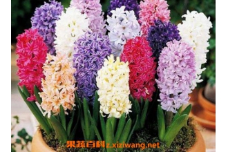 ����������� �����ӵ���ֳ������ע������