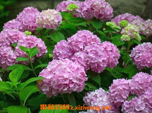 ��������� ���򻨵���ֳ������ע������ 