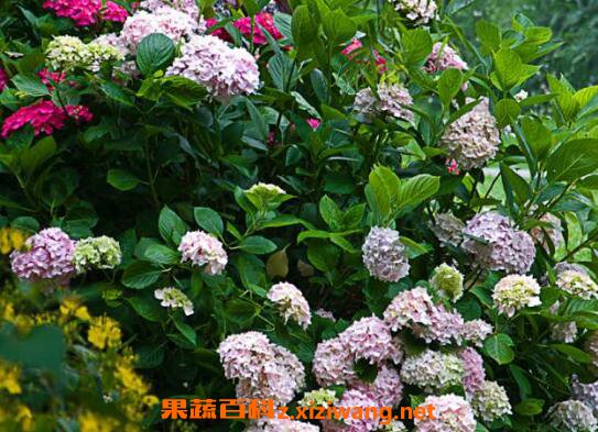 ��������� ���򻨵���ֳ������ע������ 