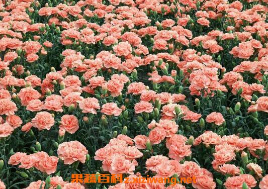 ����ܰ����� ����ܰ����ֳ������ע������ 