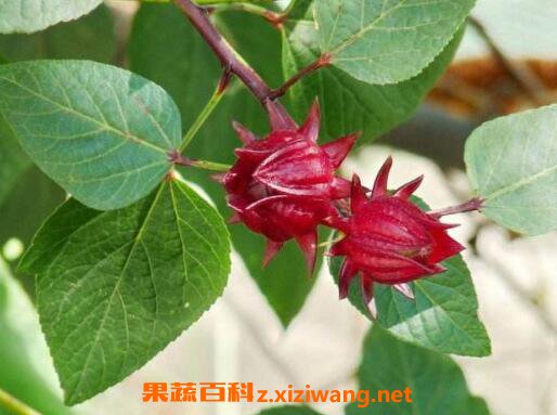 玫瑰茄的功效与作用 玫瑰茄的冲泡方法