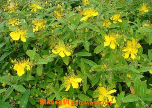 ��˿�Һͽ�˿÷������ ��˿�ҵĹ�Ч