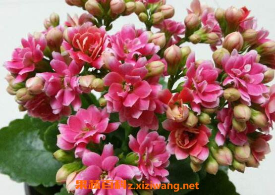 ���ٻ������ ���ٻ�����ֳ������ע������