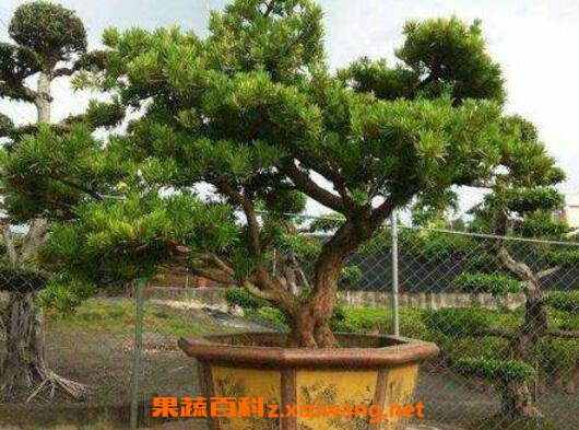 �޺�����ô�� �޺��ɵ���ֳ������ע������