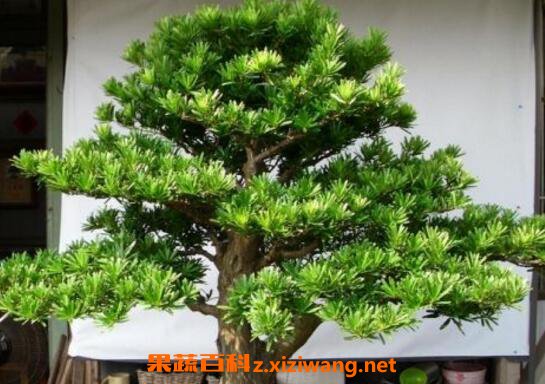�޺�����ô�� �޺��ɵ���ֳ������ע������