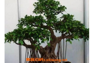 �����辰��ô�� ��ֳ�����辰��ע������