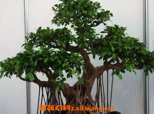 �����辰��ô�� ��ֳ�����辰��ע������